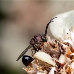 Chalcidoidea (superfamily) (A gall wasp or Chalcid wasp) at Acton, ACT - 5 Mar 2025 by Roger