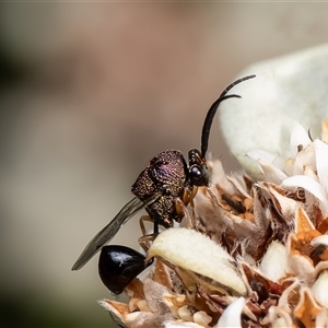 Chalcidoidea (superfamily) (A gall wasp or Chalcid wasp) at Acton, ACT - 5 Mar 2025 by Roger