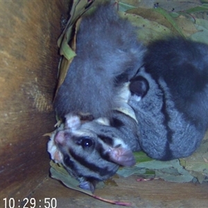Petaurus norfolcensis at Thurgoona, NSW - 29 Nov 2024 10:30 AM
