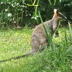 Wallabia bicolor (Swamp Wallaby) at Braidwood, NSW - 5 Mar 2025 by MatthewFrawley