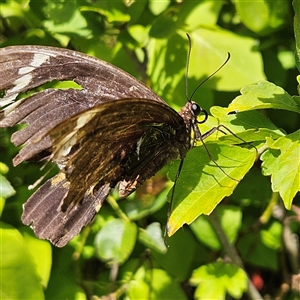 Papilio aegeus at Braidwood, NSW - 5 Mar 2025 02:17 PM