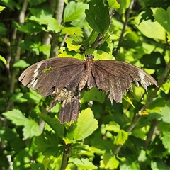 Papilio aegeus at Braidwood, NSW - 5 Mar 2025 02:17 PM