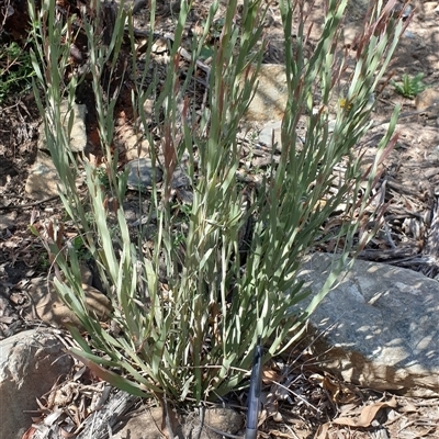 Bossiaea grayi (Murrumbidgee Bossiaea) at Uriarra Village, ACT - 25 Sep 2019 by Darren