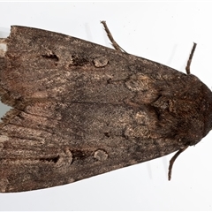 Agrotis infusa (Bogong Moth, Common Cutworm) at Ainslie, ACT - 27 Feb 2025 by jb2602