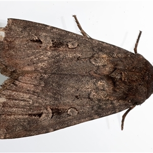 Agrotis infusa at Ainslie, ACT - 27 Feb 2025 09:15 PM