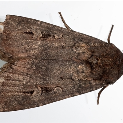 Agrotis infusa (Bogong Moth, Common Cutworm) at Ainslie, ACT - 27 Feb 2025 by jb2602