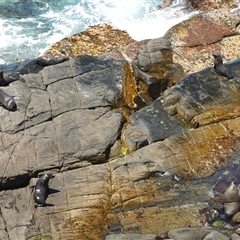 Arctocephalus forsteri at Flinders Chase, SA - 5 Dec 2024 01:41 PM