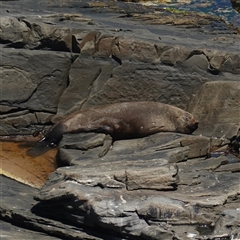 Arctocephalus forsteri at Flinders Chase, SA - 5 Dec 2024 01:41 PM