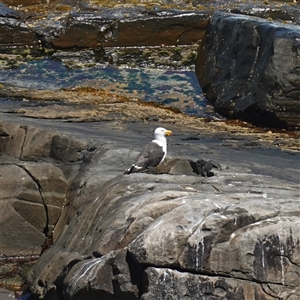 Larus pacificus at Flinders Chase, SA - 5 Dec 2024 01:41 PM