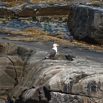 Larus pacificus (Pacific Gull) at Flinders Chase, SA - 5 Dec 2024 by RobG1