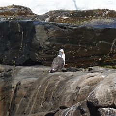 Larus pacificus at Flinders Chase, SA - 5 Dec 2024 01:41 PM