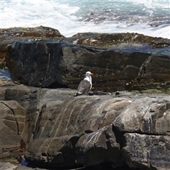 Larus pacificus at Flinders Chase, SA - 5 Dec 2024 01:41 PM