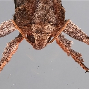 Elhamma australasiae (A Swift or Ghost moth (Hepialidae)) at Ainslie, ACT - 27 Feb 2025 by jb2602