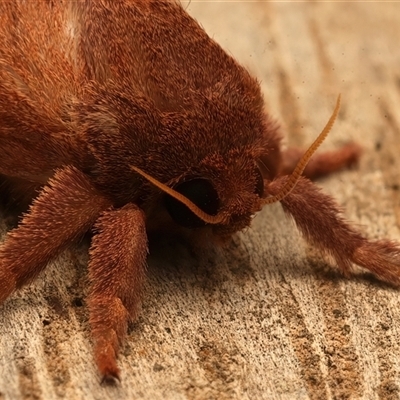 Elhamma australasiae (A Swift or Ghost moth (Hepialidae)) at Ainslie, ACT - 27 Feb 2025 by jb2602