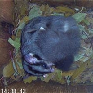 Petaurus norfolcensis at Hamilton Valley, NSW - 28 Nov 2024 02:38 AM