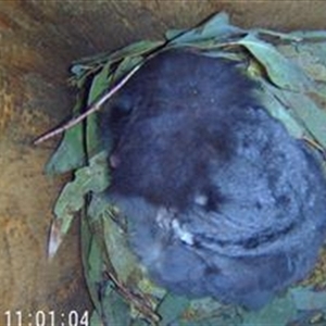 Petaurus norfolcensis at Hamilton Valley, NSW - 28 Nov 2024 11:00 AM