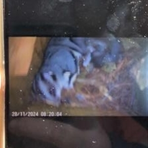 Petaurus norfolcensis at Hamilton Valley, NSW - 28 Nov 2024 09:59 AM