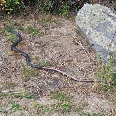 Pseudechis porphyriacus (Red-bellied Black Snake) at Tharwa, ACT - 4 Mar 2025 by ChrisHolder