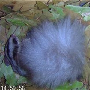 Petaurus norfolcensis at Wirlinga, NSW - 25 Nov 2024 02:57 PM