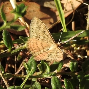 Scopula rubraria (Reddish Wave, Plantain Moth) at Emerald, VIC - 28 Feb 2025 by GlossyGal