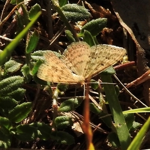 Scopula rubraria at Emerald, VIC - suppressed