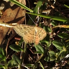 Scopula rubraria at Emerald, VIC - suppressed