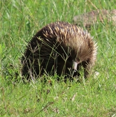 Tachyglossus aculeatus (Short-beaked Echidna) at Kangaroo Valley, NSW - 5 Mar 2025 by lbradley