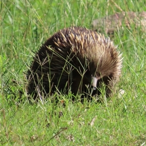 Tachyglossus aculeatus at Kangaroo Valley, NSW - suppressed