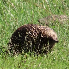 Tachyglossus aculeatus at Kangaroo Valley, NSW - suppressed