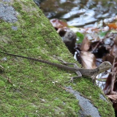 Intellagama lesueurii at Jamberoo, NSW - 5 Mar 2025 by lbradley