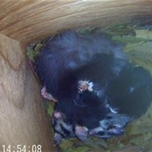 Petaurus norfolcensis at Wirlinga, NSW - 25 Nov 2024 02:56 PM