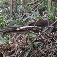 Menura novaehollandiae (Superb Lyrebird) at Jamberoo, NSW - 5 Mar 2025 by lbradley