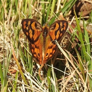 Heteronympha penelope at Emerald, VIC - suppressed