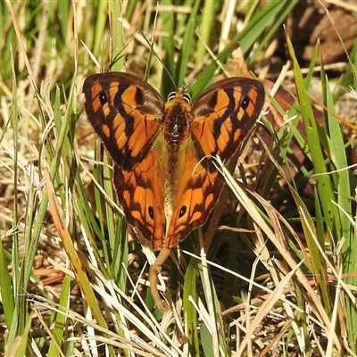 Heteronympha penelope (Shouldered Brown) at Emerald, VIC - 1 Mar 2025 by GlossyGal