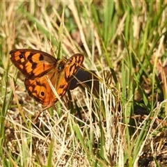 Heteronympha penelope at Emerald, VIC - suppressed