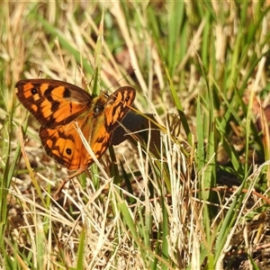 Heteronympha penelope at Emerald, VIC - suppressed