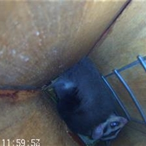 Petaurus norfolcensis at Thurgoona, NSW - 25 Nov 2024 11:59 AM