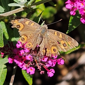 Junonia villida at Braidwood, NSW - 5 Mar 2025 04:35 PM