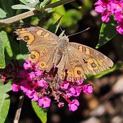 Junonia villida (Meadow Argus) at Braidwood, NSW - 5 Mar 2025 by MatthewFrawley