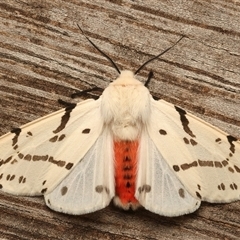 Ardices canescens (Dark-spotted Tiger Moth) at Ainslie, ACT - 27 Feb 2025 by jb2602