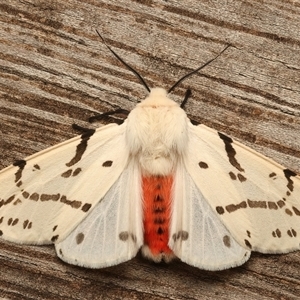 Ardices canescens (Dark-spotted Tiger Moth) at Ainslie, ACT - 27 Feb 2025 by jb2602