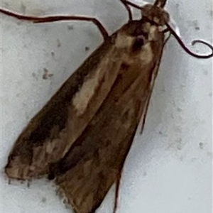 Hednota (genus) (A Crambid Snout Moth) at Higgins, ACT - 5 Mar 2025 by Jennybach