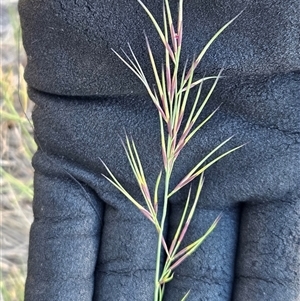 Aristida ramosa (Purple Wire Grass) at Hawker, ACT - 4 Mar 2025 by sangio7