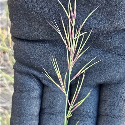 Aristida ramosa (Purple Wire Grass) at Hawker, ACT - 4 Mar 2025 by sangio7