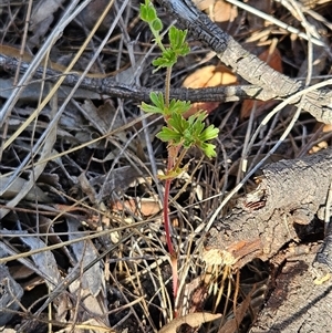 Geranium sp. at Hawker, ACT - 4 Mar 2025 by sangio7