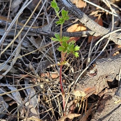 Geranium solanderi var. solanderi (Native Geranium) at Hawker, ACT - 4 Mar 2025 by sangio7