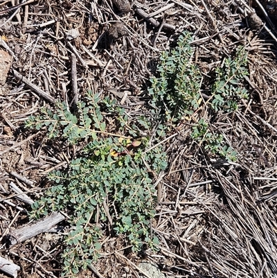 Euphorbia dallachyana (Mat Spurge, Caustic Weed) at Hawker, ACT - 4 Mar 2025 by sangio7