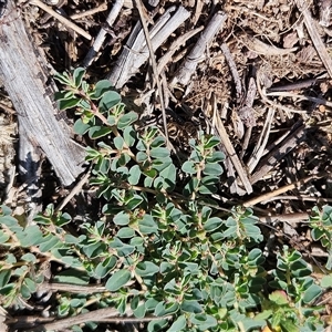 Euphorbia dallachyana at Hawker, ACT - 4 Mar 2025 11:31 AM