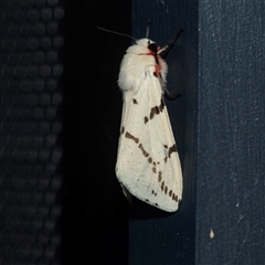 Ardices canescens (Dark-spotted Tiger Moth) at Higgins, ACT - 5 Mar 2025 by AlisonMilton