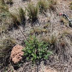 Acaena x ovina (Sheep's Burr) at Hawker, ACT - 4 Mar 2025 by sangio7